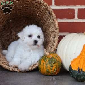 Blossom, Bichon Frise Puppy